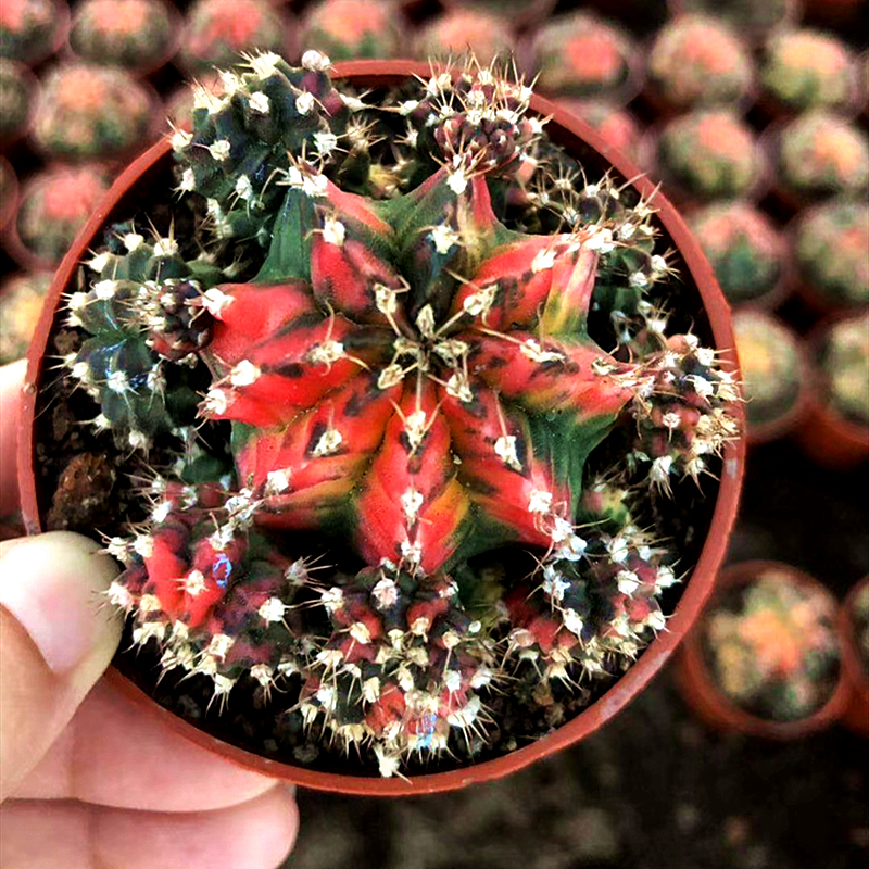 10颗紫牡丹 落地6-8cm 裸根不带土【图片 价格 品牌 报价】-京东