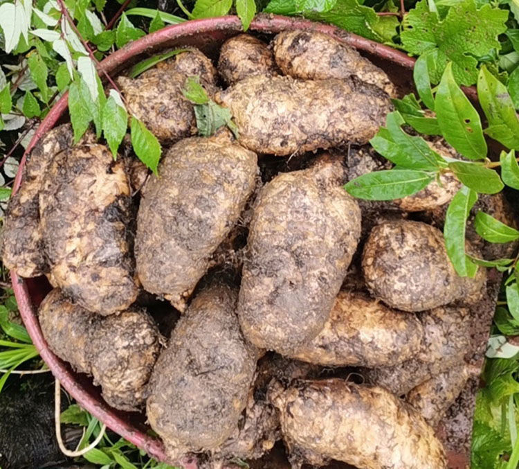 天麻野生云南正宗昭通特级小草坝新鲜天麻头晕头疼功效野生天麻煲汤