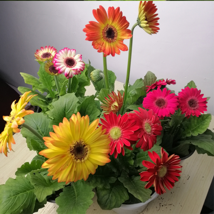 扶郎花盆栽非洲菊盆栽带花发货阳台盆栽花期长带花苞吸甲醛美观 纯黄