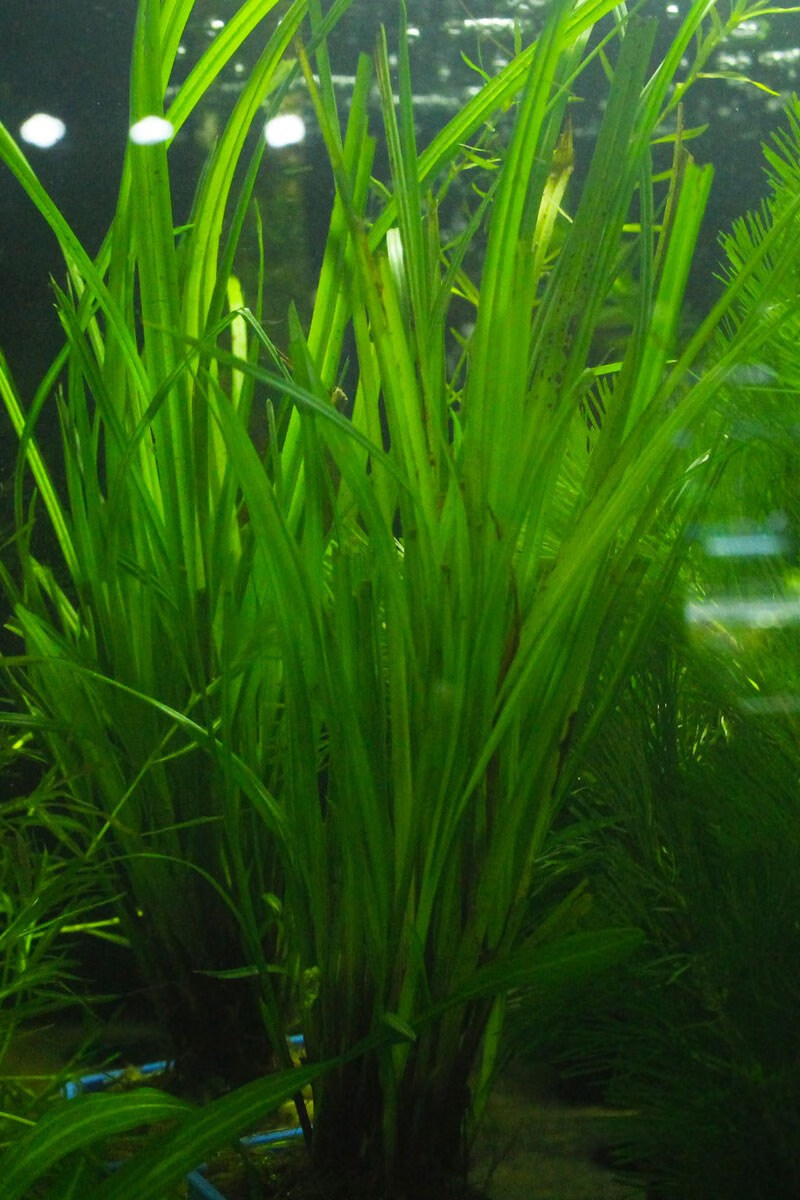 大水兰线叶谷精泰国水剑细叶水兰迷你小水兰水下叶针叶皇冠后景草