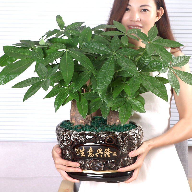发财树盆栽大型组合绿植物客厅办公室内桌面陶瓷摇钱树 小金盆(三棵小