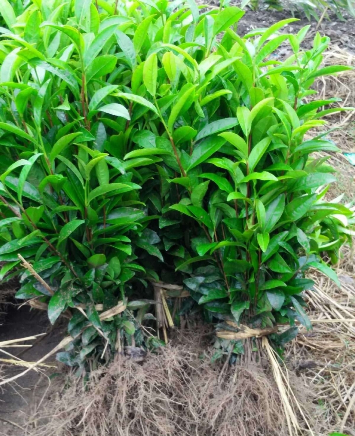 茶叶苗南方茶叶苗 南方种植正宗 安吉白茶苗龙井碧螺春黄金芽绿茶