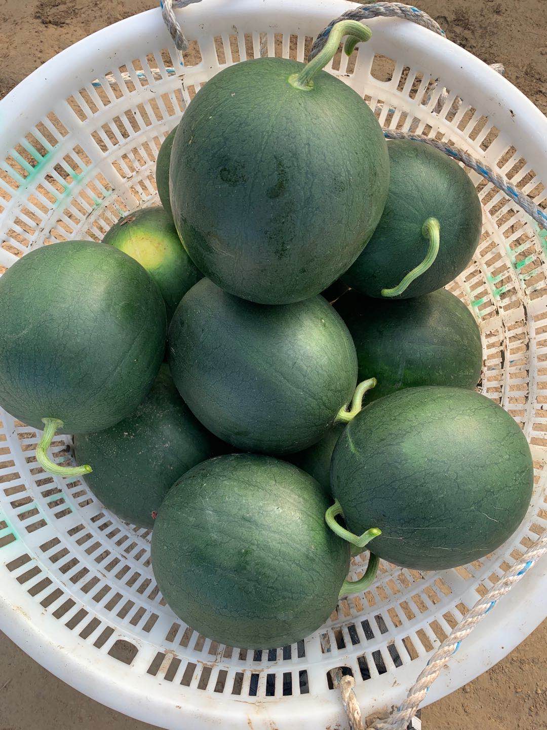 黑津王炸西瓜东台黑金三仓爆炸瓜黑皮黄心瓤新鲜水果12斤顺丰【图片 