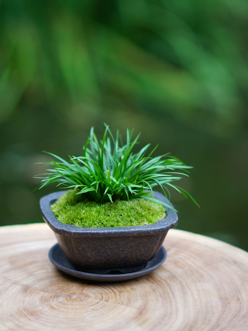金钱菖蒲盆景菖蒲草苔藓虎须紫砂花盆茶桌办公桌面小盆栽绿植花卉新