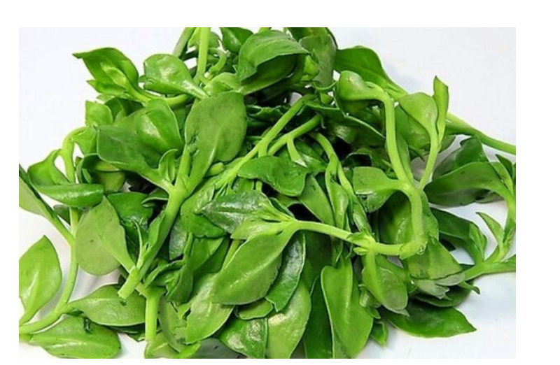 食用穿心莲盆栽牡丹吊兰 阳台室内观花植 物绿色保键菜中药材 3盆优惠