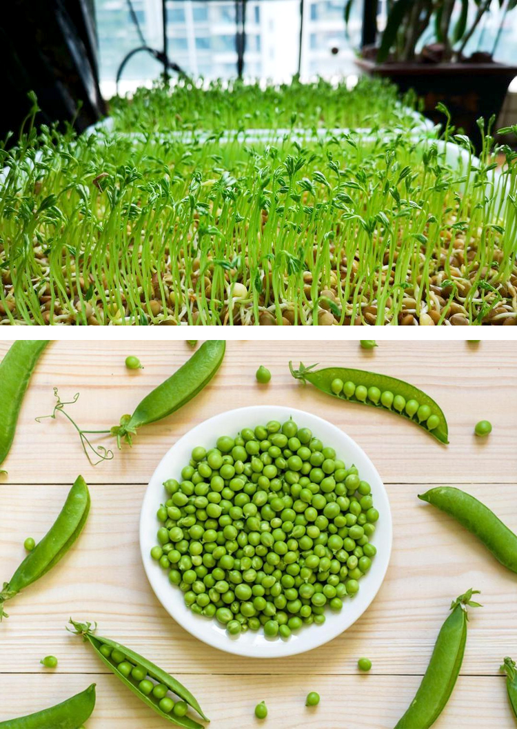 豌豆种子豌豆尖豌豆苗荷兰豆蚕豆魔豆籽大荚甜脆大全
