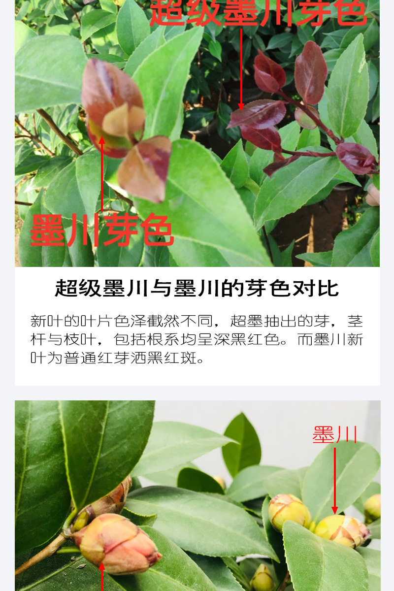 黑龙茶花介绍图片