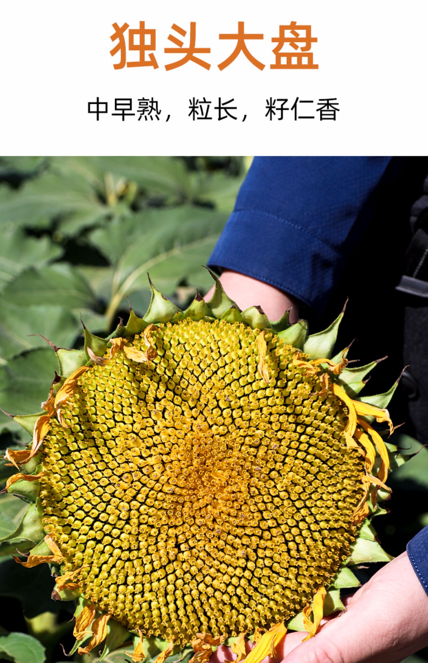 食用向日葵種子種籽矮葵花油葵盆栽觀賞孑花苗活苗帶根子特大籽種