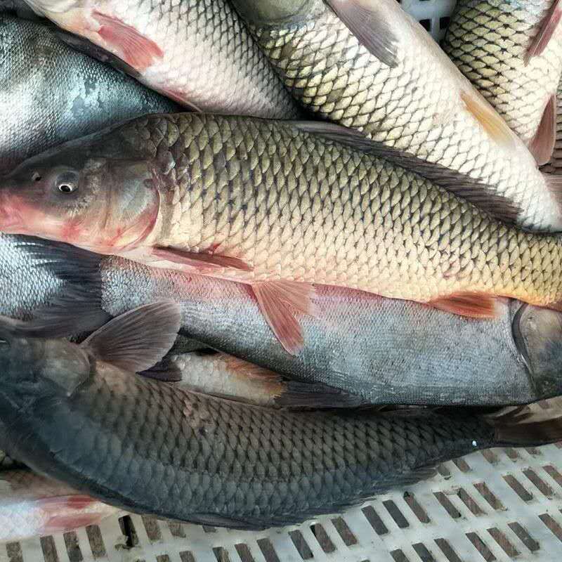 {京东推荐}老扣 鲤鱼鲜活现杀 1斤(1条装) 鲤鱼(净膛有损耗)