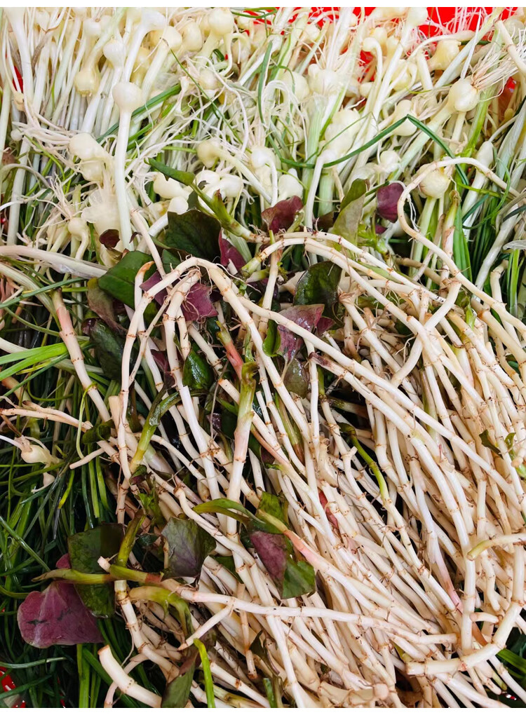 野韭菜凉拌鱼腥草节节根折耳根即食凉菜下饭菜宜昌土特产400g