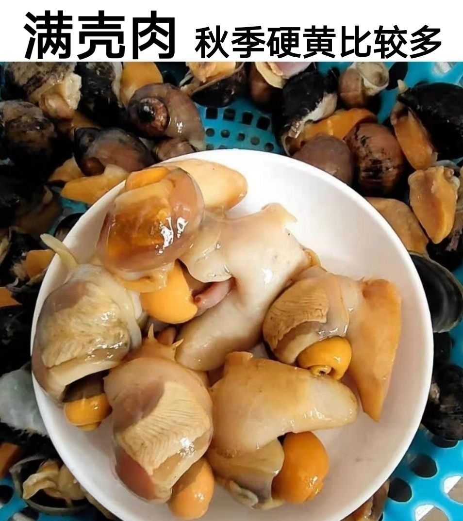 鲍螺老婆脚假鲍鱼鲜活无沙海蜗牛熟冻带壳大脚螺新鲜海鲜贝类半斤装不