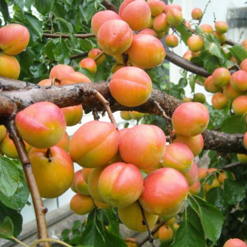 杏树嫁接苗特大果树苗新品种盆栽地栽当年结果杏子南