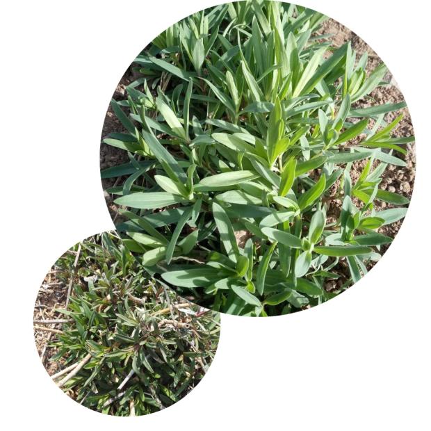 山东山苜楂新鲜山蚂蚱菜3斤山麻楂山珍菜银柴胡新货3斤