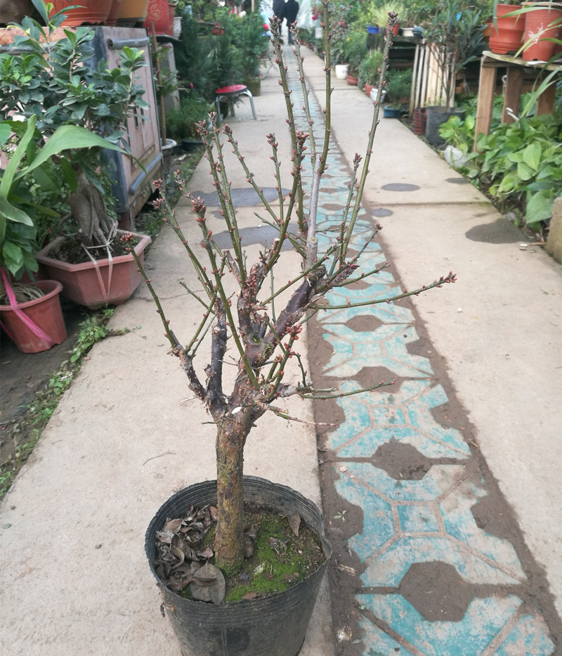 原生重瓣骨裡紅梅花盆景老樁烏梅硃砂梅濃香型花卉耐寒盆栽實物原生