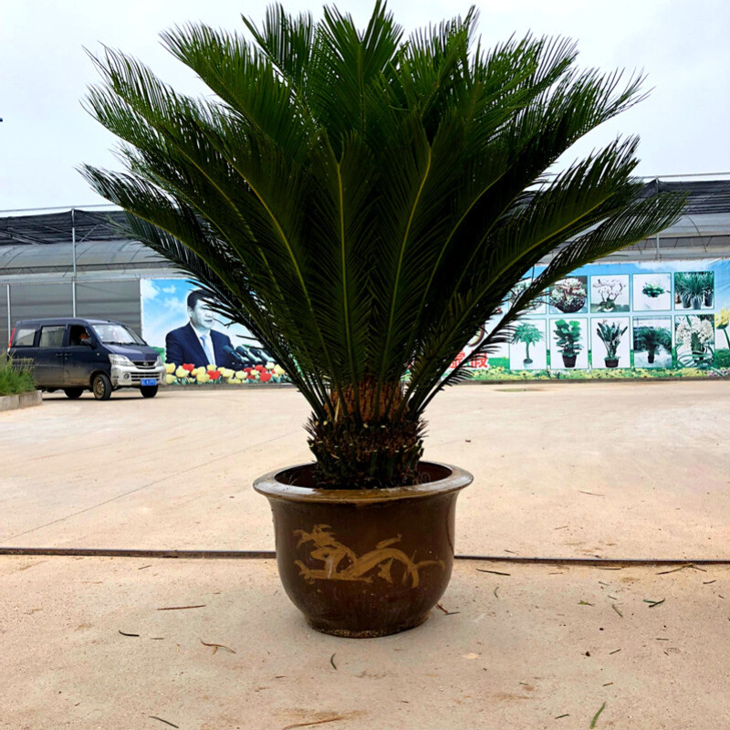 大铁树盆景铁树盆栽室外盆栽四季常青绿植大型铁树苗植物庭院 高杆