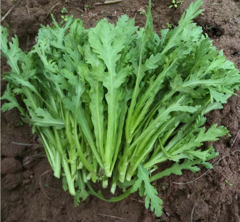 【现货】农家茼蒿菜 新鲜绿叶蔬菜 蓬篙 时令蔬菜 3