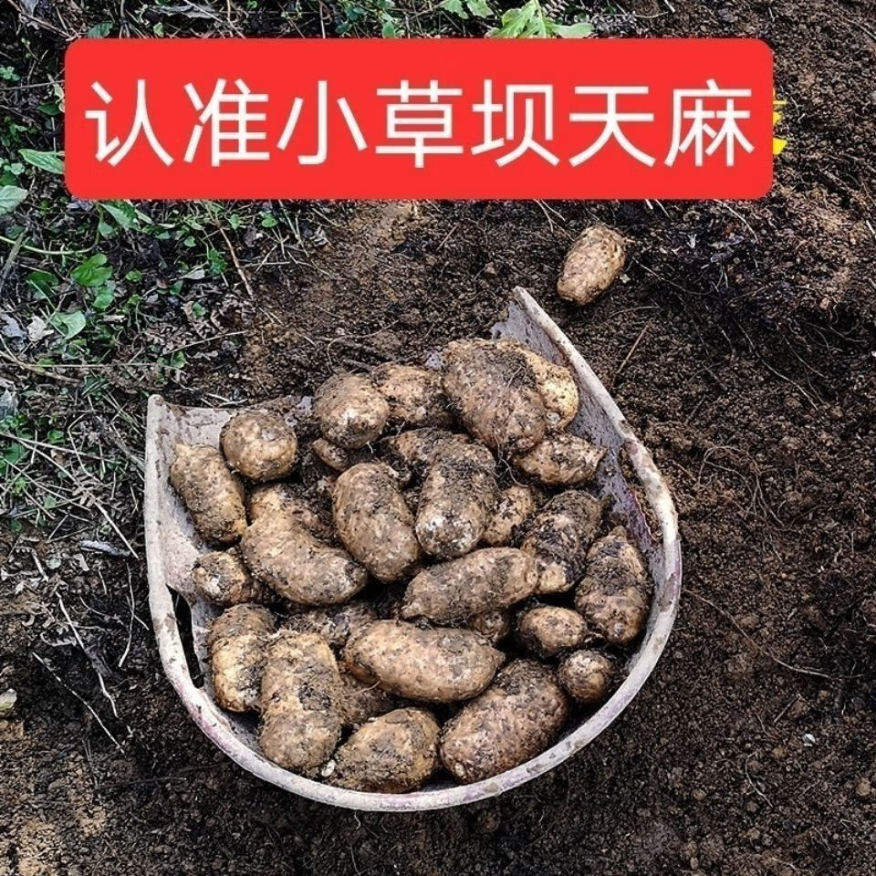 正宗云南昭通小草坝天麻产地现挖仿天麻冬麻湿麻崇妙 15个左右一斤的