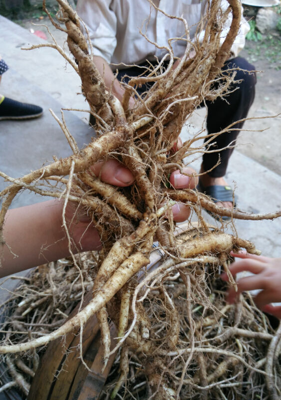 桔梗三年生新鲜桔梗500克伏牛山农家现挖原生态高海拔狗宝咸菜干新鲜