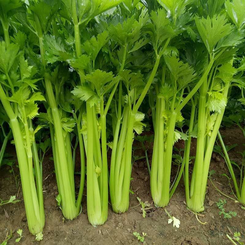【新鲜芹菜】农家自种大芹菜西芹新鲜蔬菜脆嫩爽口蔬菜批发1斤5斤