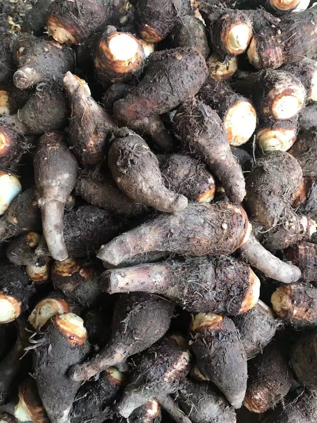 广西荔浦小芋头槟榔小香芋粉糯毛芋头芋艿农家蔬菜新鲜现挖5/9斤有机