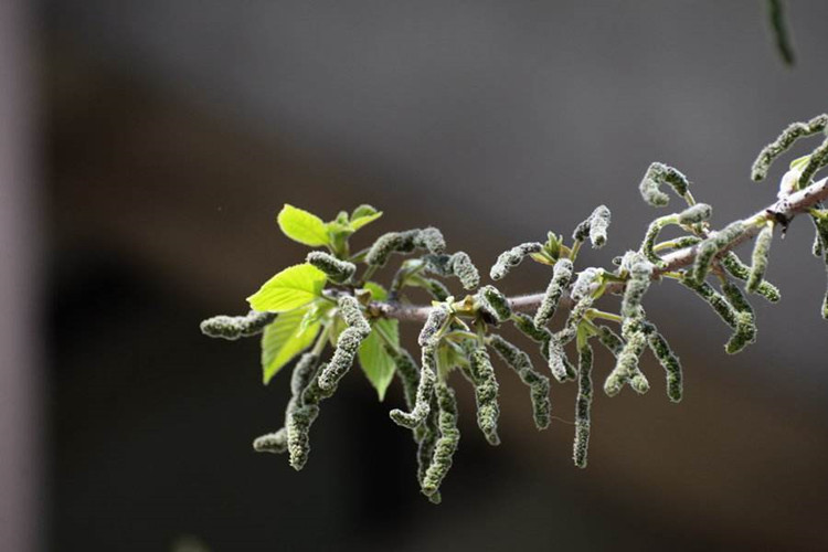 素界 新鲜构树穗构树花狗朴素楮不揪子构蒲穗狗穗构桃穗 1000g【图片