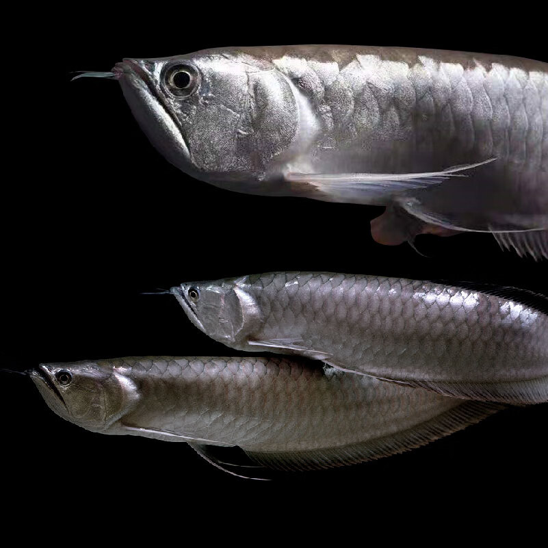 赤鼎吉祥银龙鱼活体发财招财鱼大中型淡水鱼风水鱼金龙鱼龙热带观赏鱼