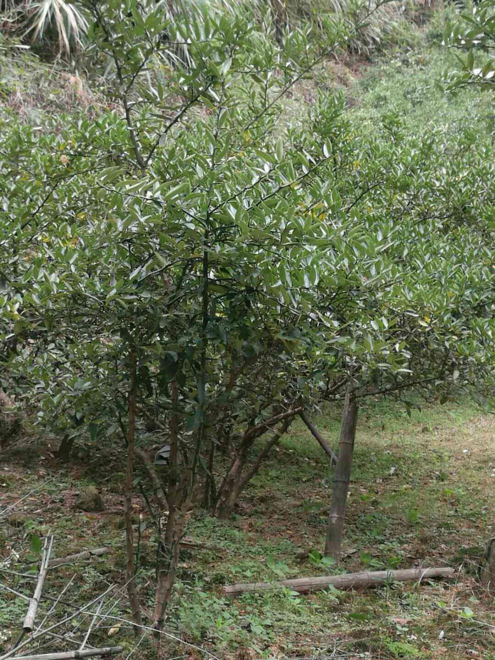 劲胜(jin sheng) 金豆苗盆景小苗豆苗山桔苗野山柑树苗长青金豆苗木
