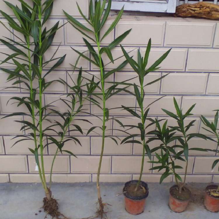 夹竹桃树苗净化空气夹竹桃盆栽花卉柳叶桃半年红植物避蛇 40厘米高