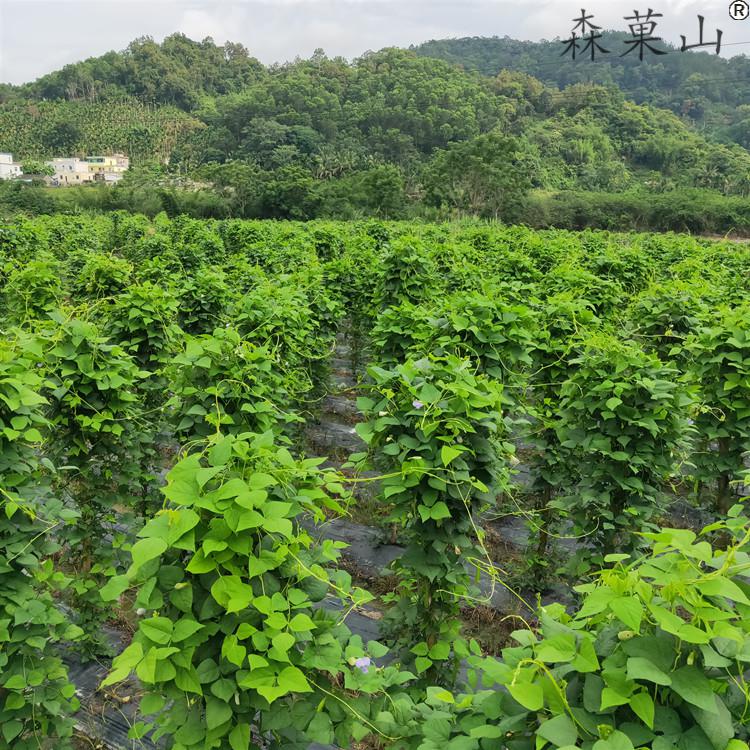 空运海南四角豆三亚特产四角豆新鲜现摘四棱豆杨桃龙豆蔬菜2斤