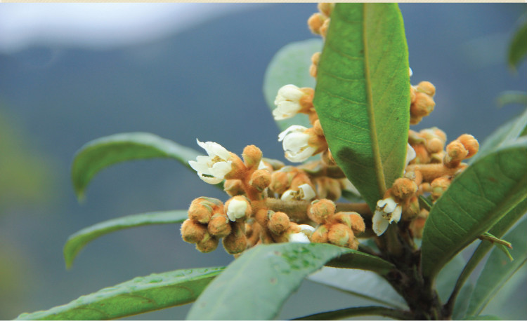 秦霄堂 秦霄堂 宁海白枇杷花瓣茶 花茶 铁罐 中草药材原材料 一罐