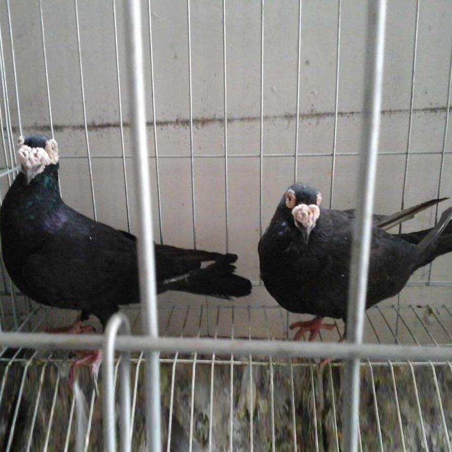 观赏鸽新款单只 一对可孵蛋 健康宠物鸽红秀鸽子包活 观赏鸽新款单只