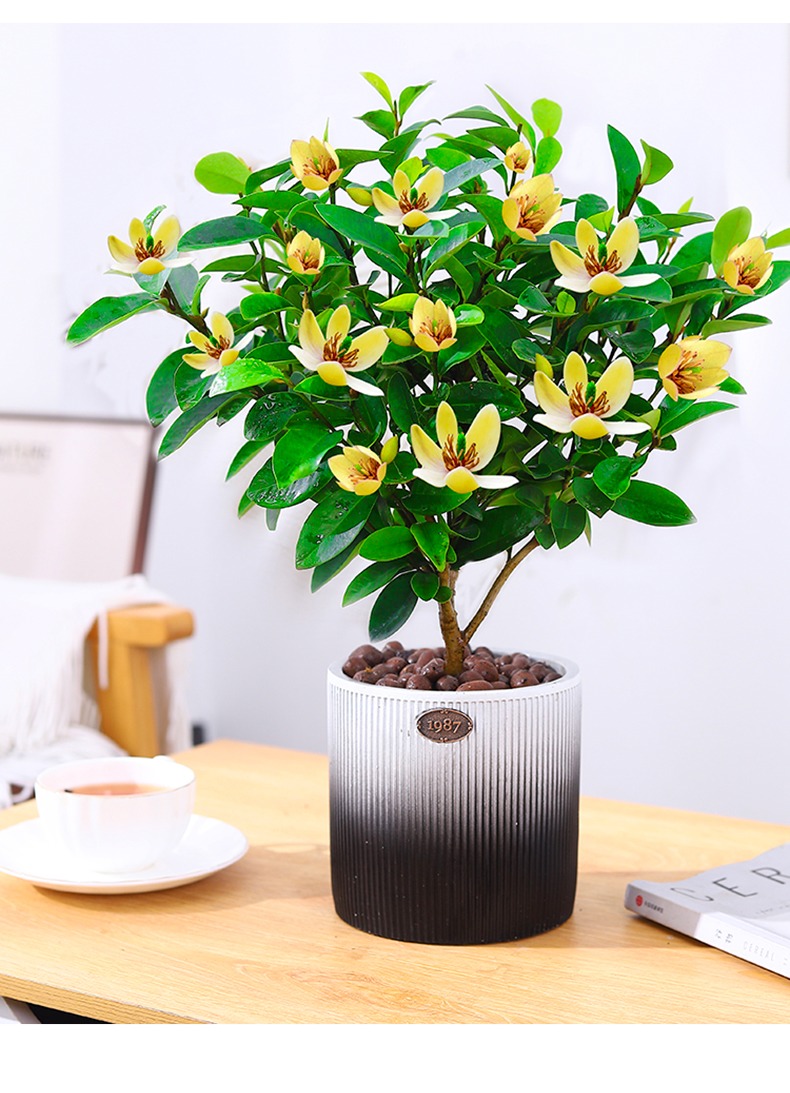 四季浓香型庭院阳台植物树苗带花苞室内好养活观花绿植5年含笑花简约