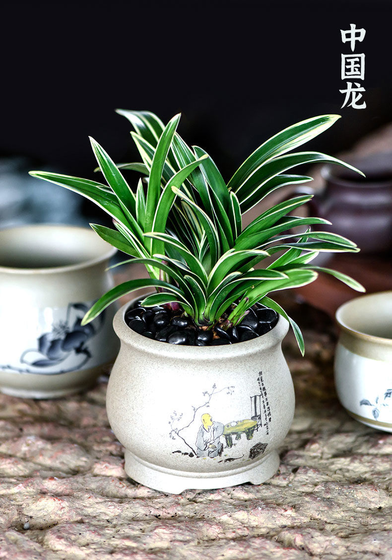 云仓发货浓香型中国龙金边矮种兰花苗名贵室内客厅办公室盆栽花卉绿植