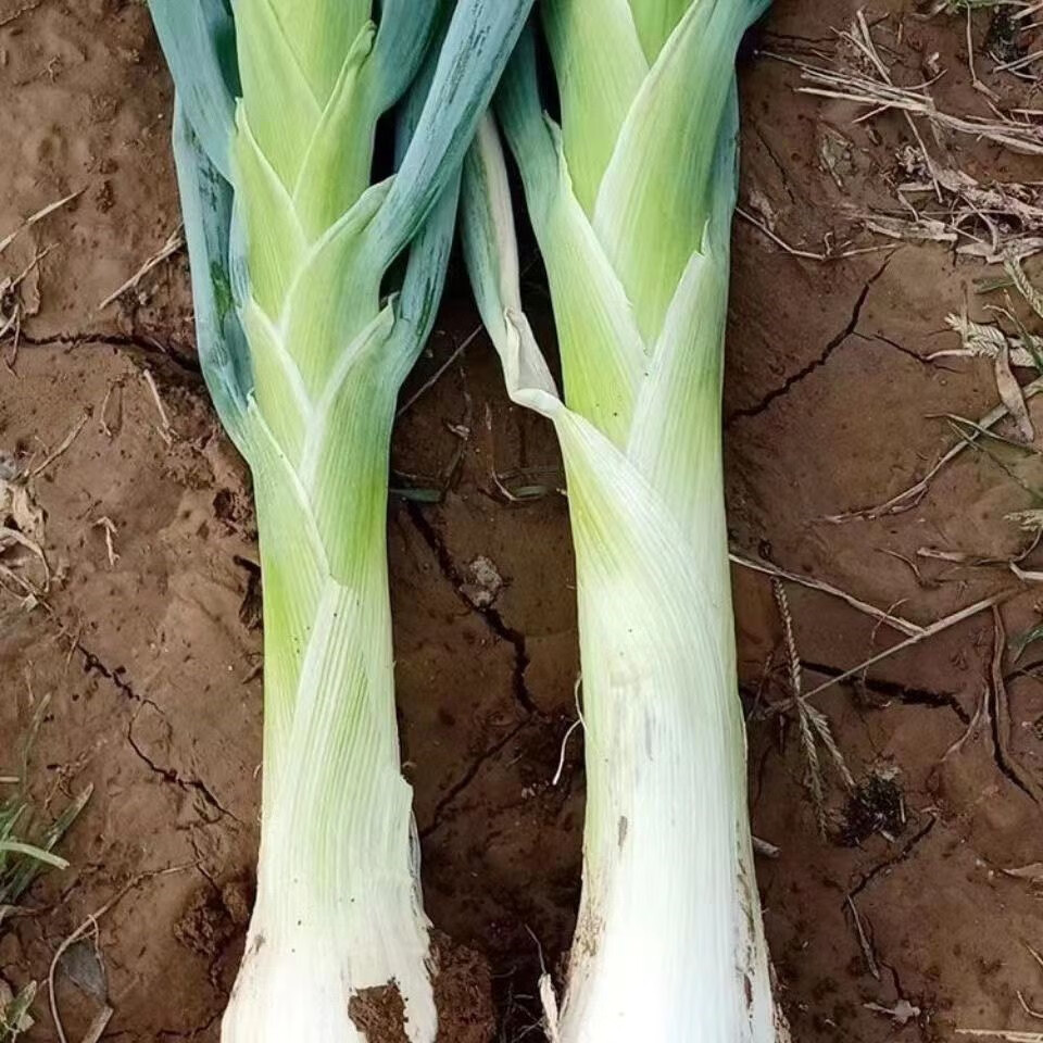 大葱批发新鲜鸡腿葱大头葱农家种植冬储香葱 三斤(去叶)【图片 价格