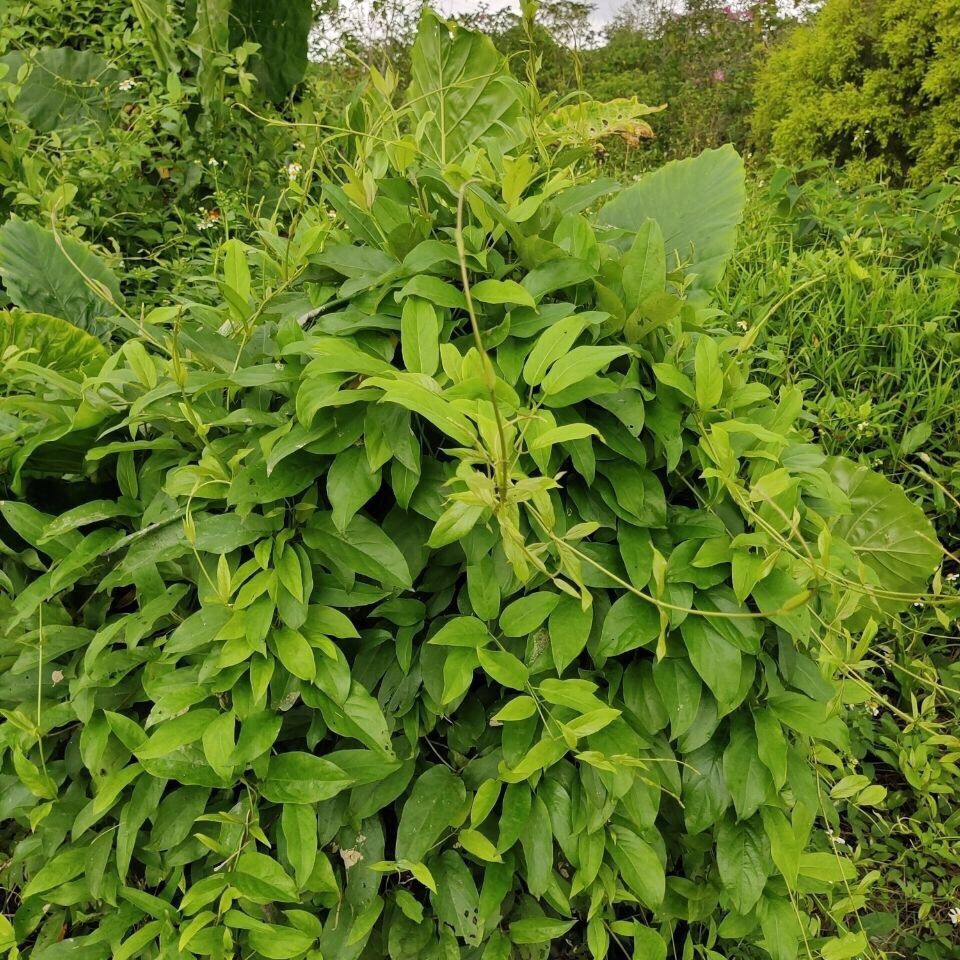 鸡屎藤现摘野生新鲜鸡屎藤臭屁藤通气藤皆治藤鸡矢藤牛皮冻臭藤新鲜叶