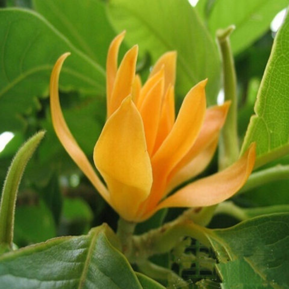 浓香型嫁接白兰花苗白玉兰花卉黄果兰盆栽绿植庭院绿化黄兰5年苗开花