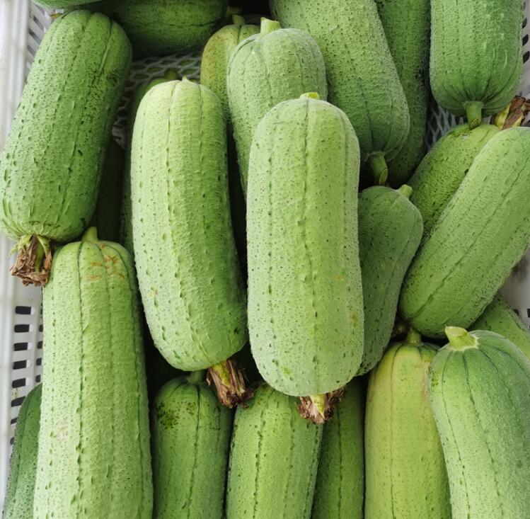 fghgh 短棒肉丝瓜 新鲜粗水瓜 老品种丝瓜 农家蔬菜 3斤【图片 价格