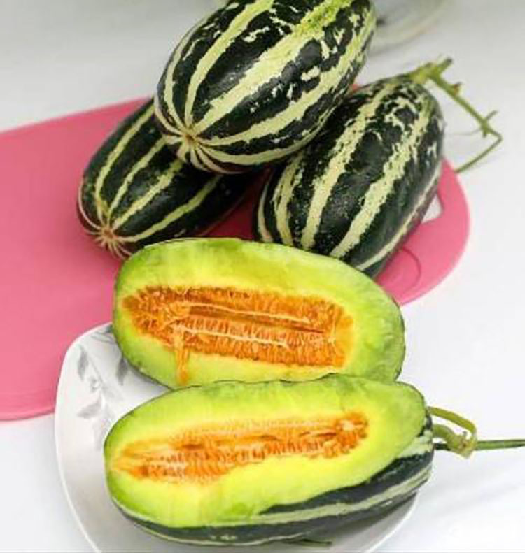 博洋九号蜜瓜5斤9号花皮牛角甜瓜玻璃脆青皮香瓜