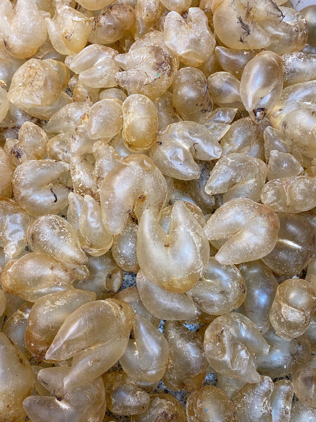 100头鸡泡胶干货刺龟肚鱼胶花胶龟胶鱼泡生仔神胶孕妇滋补 100克 500