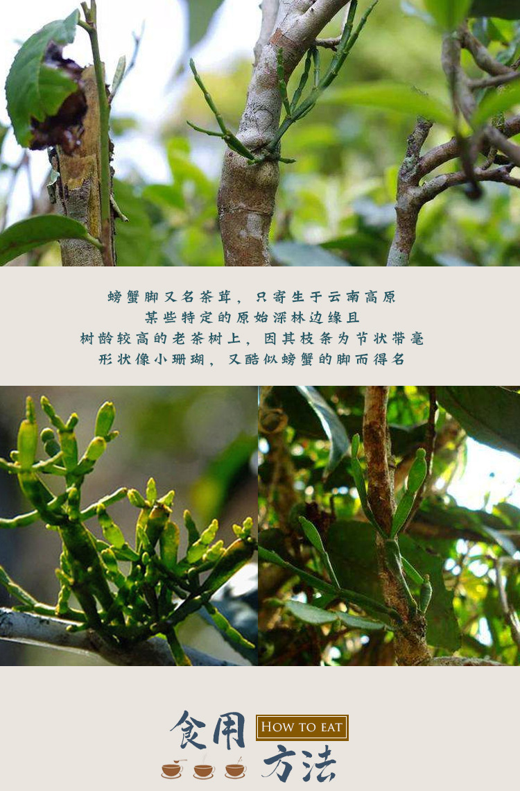 螃蟹脚当季新货古茶树寄生植物早春散茶500g