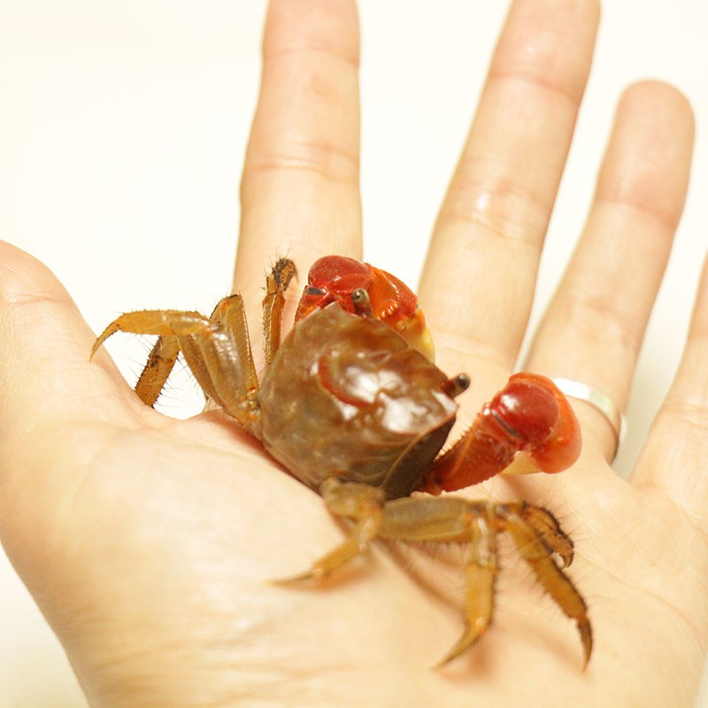 麦叮卡 红螯相手蟹无齿螳臂相手蟹淡水螃蟹活体观赏蟹迷你宠物蟹相手