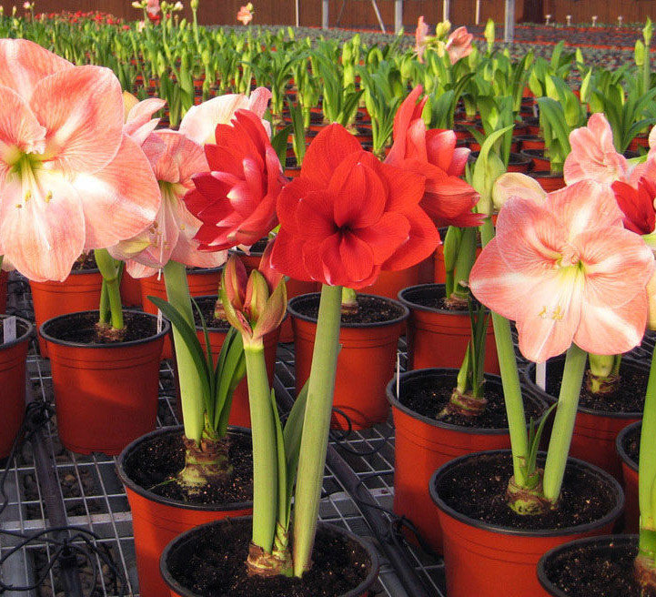 荷兰进口朱顶红大种球盆栽地栽重瓣对子莲孤挺花根阳台客厅花卉甜蜜