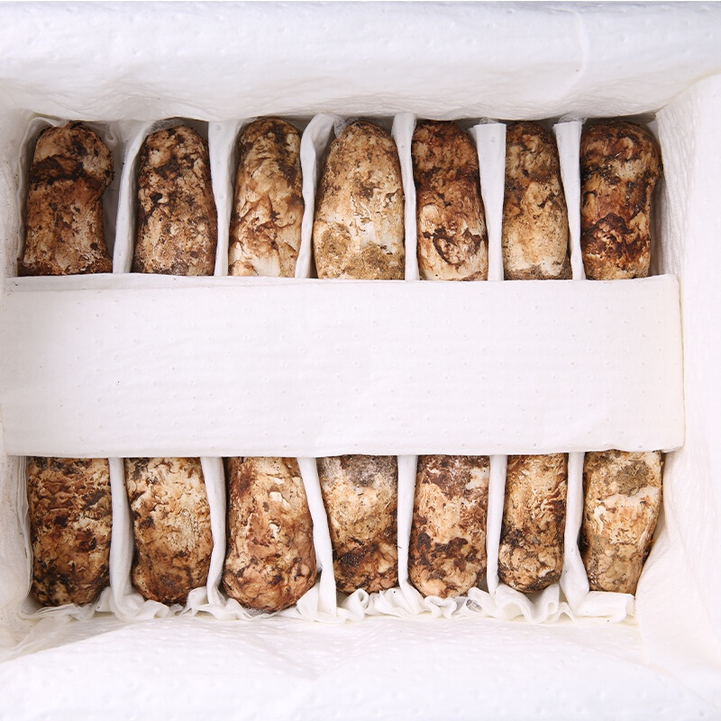 现货新鲜松茸菌500g云南香格里拉特产香磨菇3-5cm养生菌汤包