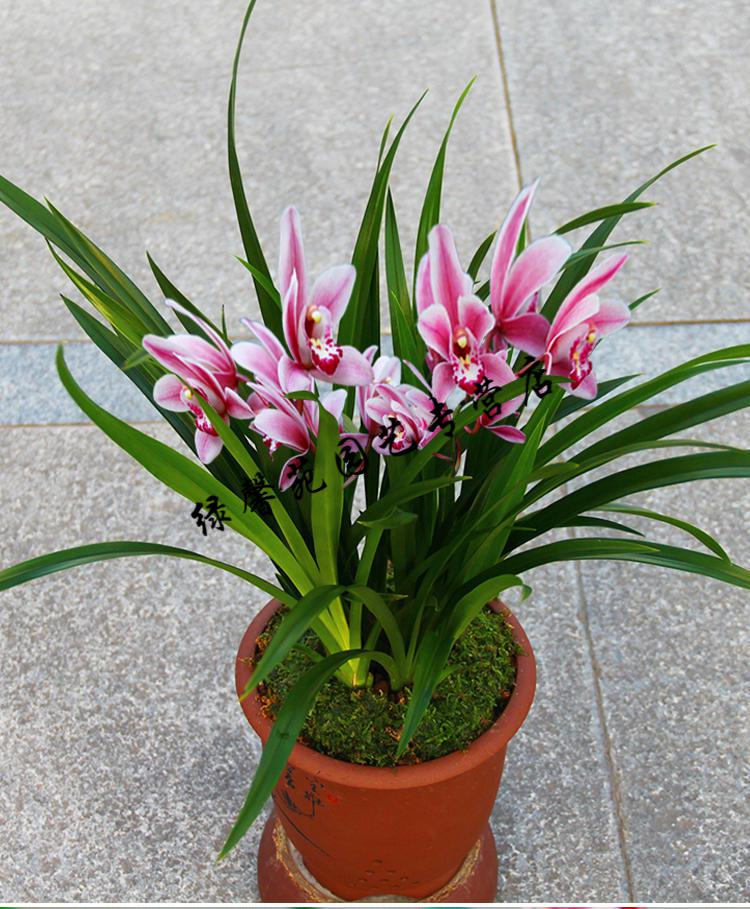 兰花【夜来香】矮种建兰盆栽室内四季花卉观花浓香型兰花苗 夜来香9苗