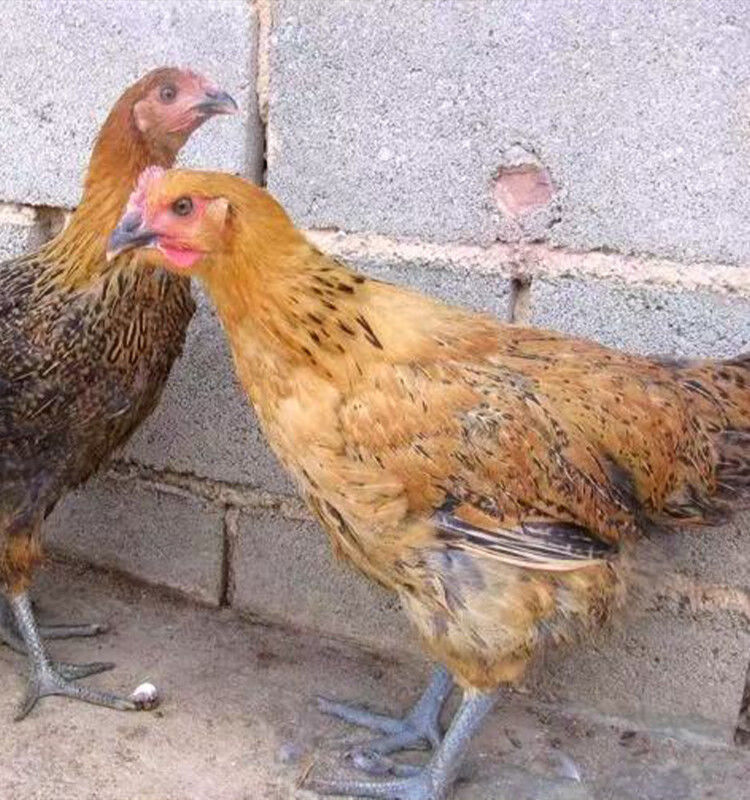 产蛋王下蛋鸡活鸡包活到家麻羽绿壳蛋鸡幼苗鸡活体土鸡活体半斤左右