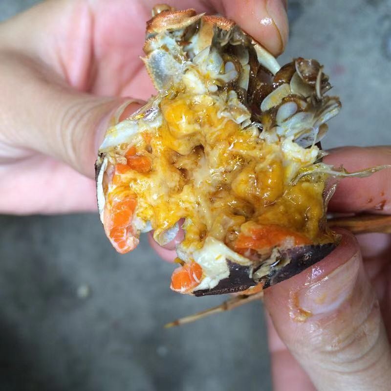 顺丰发货全母蟹鲜活小螃蟹大菜园醉蟹河蟹毛蟹四元蟹25只