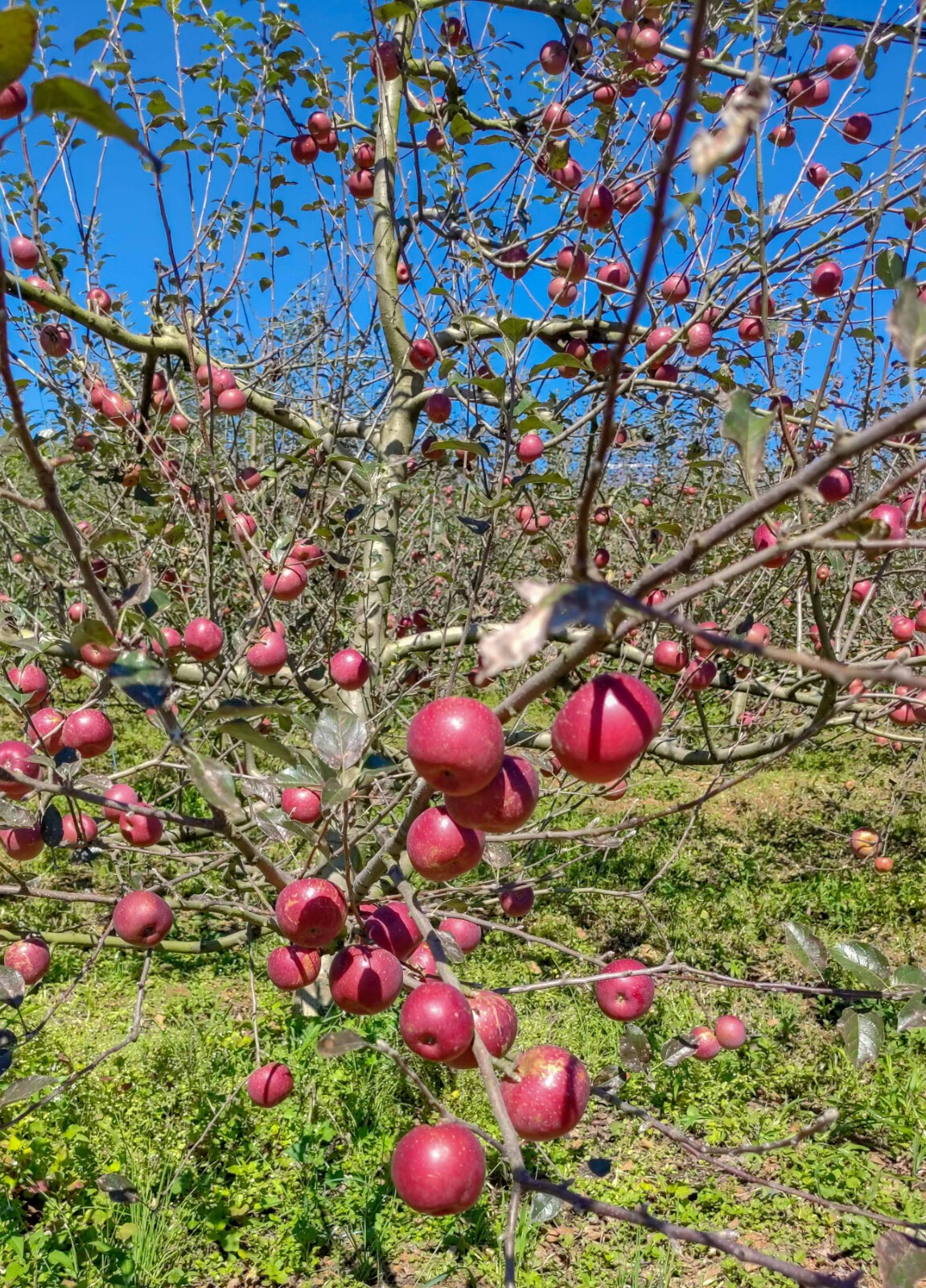 云南西北勒小苹果 蒙自苹果 冰糖心新鲜水果当季应季生态孕妇水果