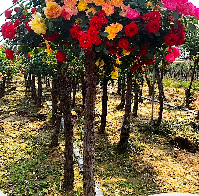 5公分多色【图片 价格 品牌 报价】-京东