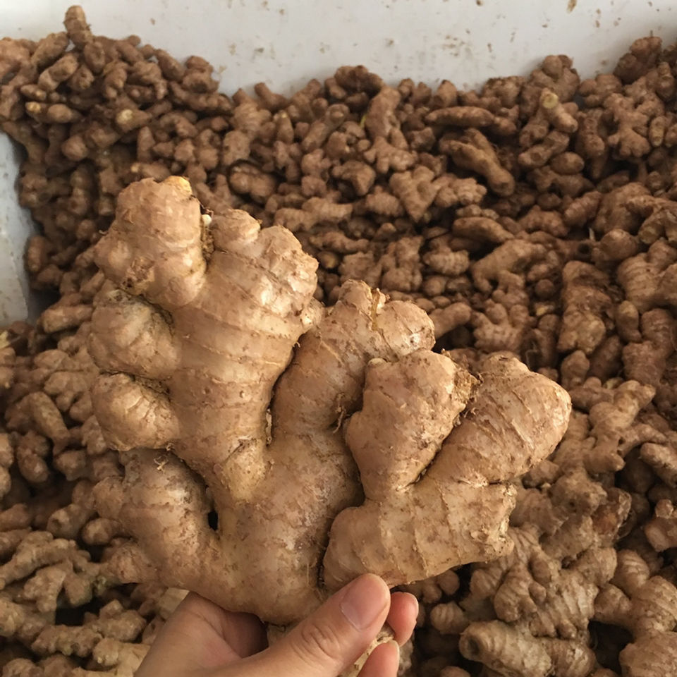 四川老姜生姜老黄姜非小黄姜新鲜姜土姜老黄姜现挖大黄姜老姜 2斤【现