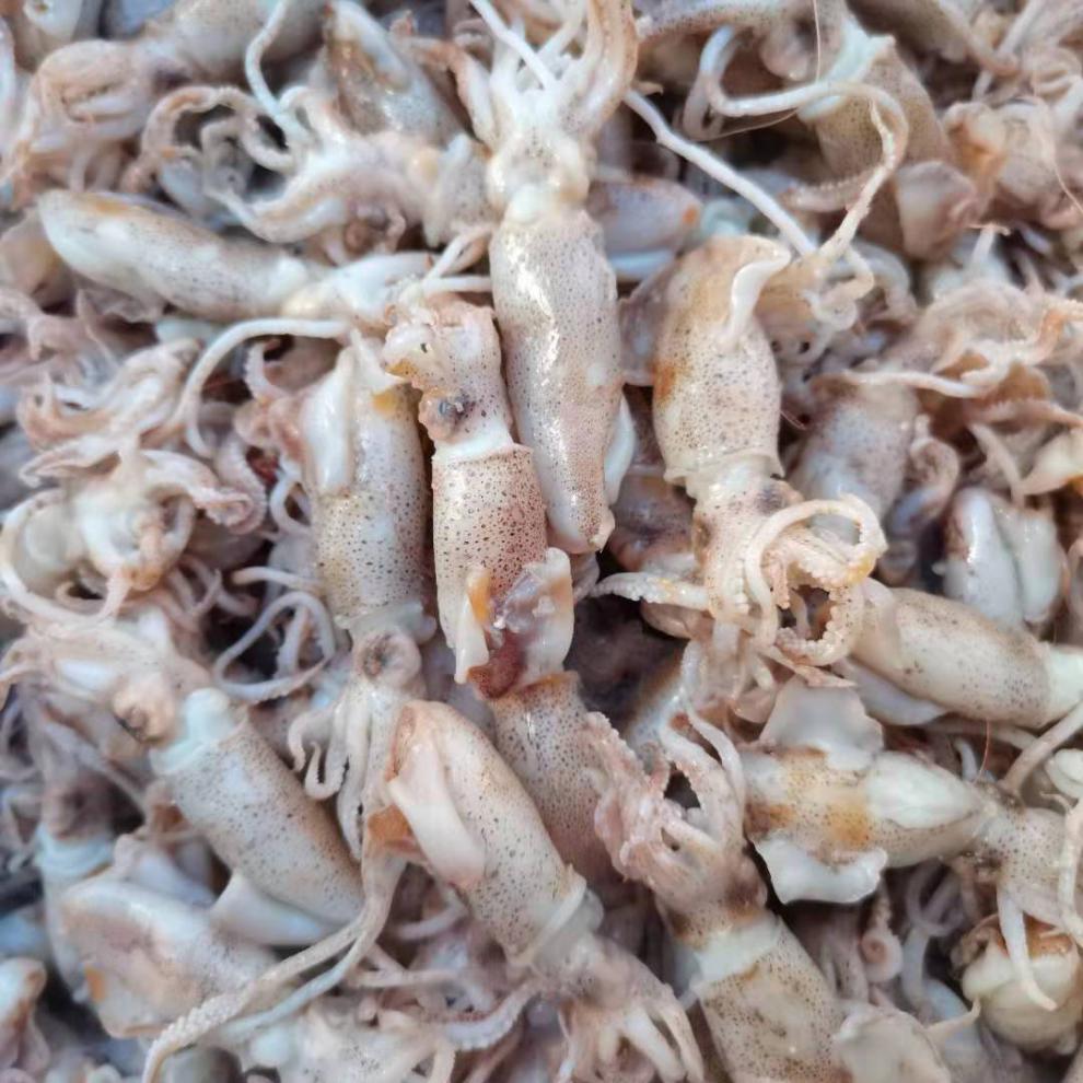 新货海兔去内脏海兔笔管鱼海兔干新鲜盐渍海兔小乌子海产批发 中大号